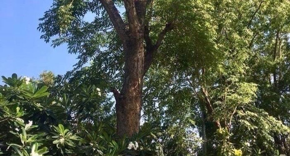 For sale 4 bedrooms house in Mueang Chiang Mai, Chiang Mai