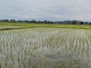 出售 土地 在 Mae Rim, Chiang Mai