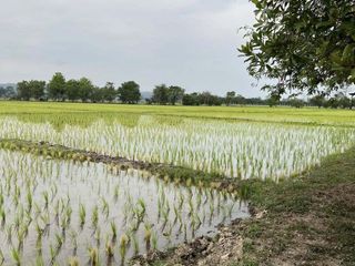 出售 土地 在 Mae Rim, Chiang Mai