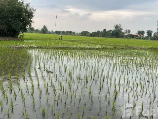 出售 土地 在 Mae Rim, Chiang Mai