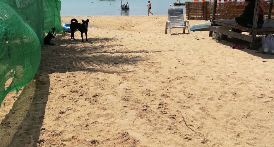 For sale land in Ko Samui, Surat Thani