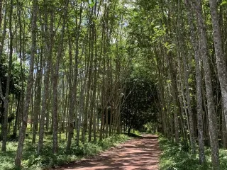 Продажа Участок в Ko Lanta, Краби