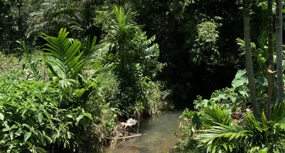 出售 土地 在 Ko Lanta, Krabi
