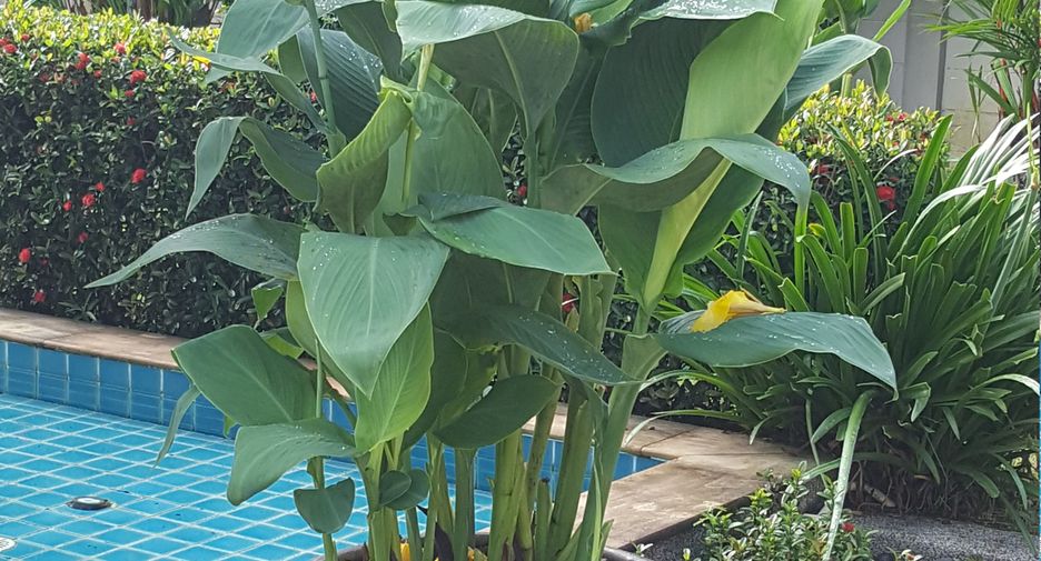 For sale 3 bedrooms house in Thalang, Phuket