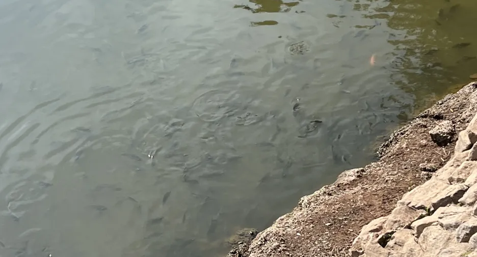 ขาย และ ให้เช่า 3 ห้องนอน วิลล่า ใน เมืองอุดรธานี, อุดรธานี