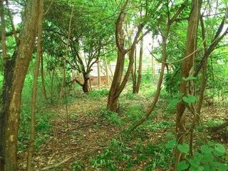 For sale land in Thawi Watthana, Bangkok