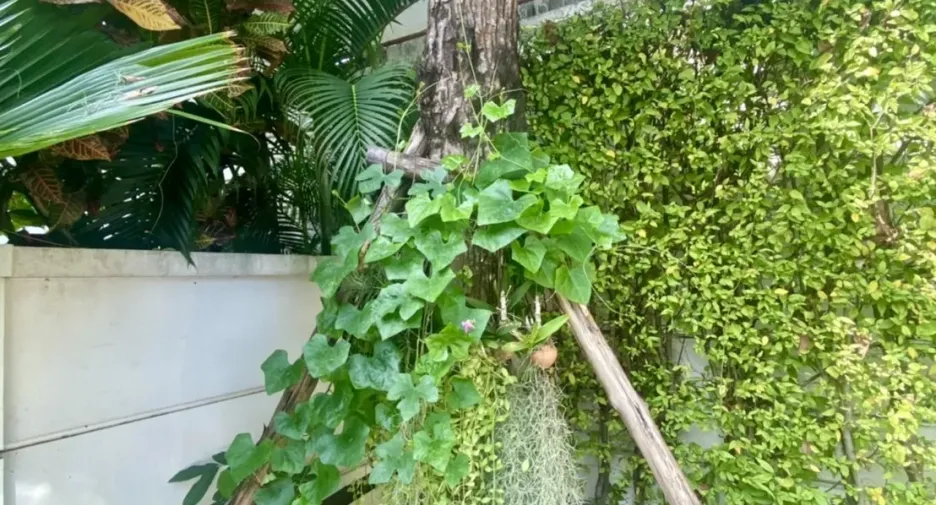 For sale and for rent 3 bedrooms townhouse in Bang Kapi, Bangkok