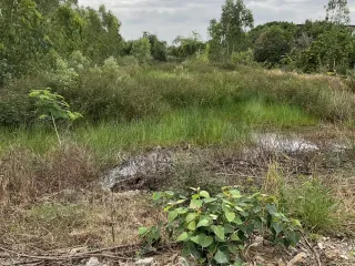 For sale land in Wang Noi, Phra Nakhon Si Ayutthaya