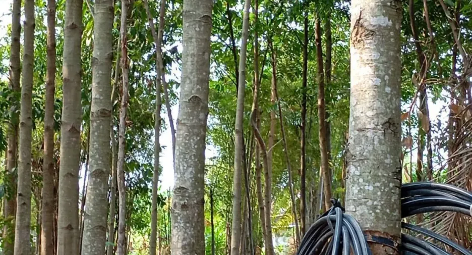 For sale 3 bedrooms house in Chakkarat, Nakhon Ratchasima