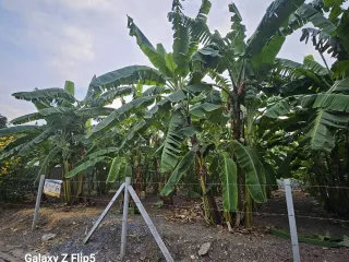 For sale land in Lak Si, Bangkok