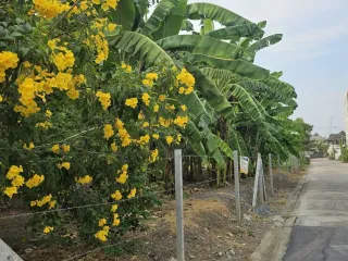 For sale land in Lak Si, Bangkok
