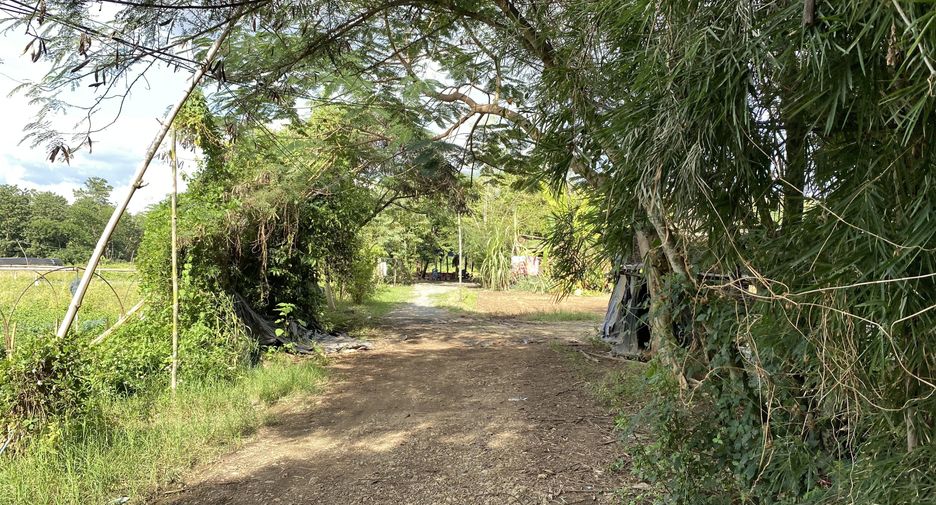 For sale land in Mae Rim, Chiang Mai