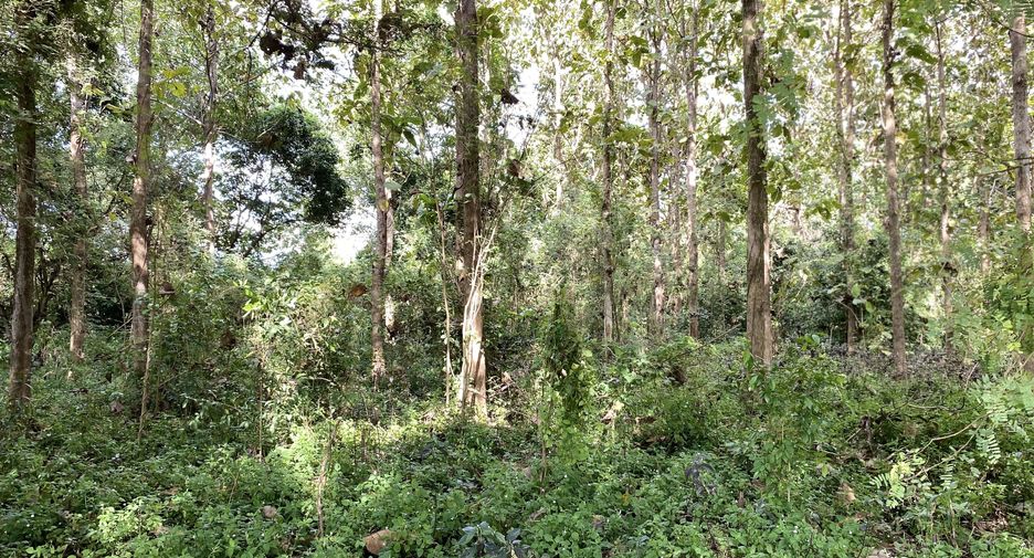 For sale land in Mae Rim, Chiang Mai