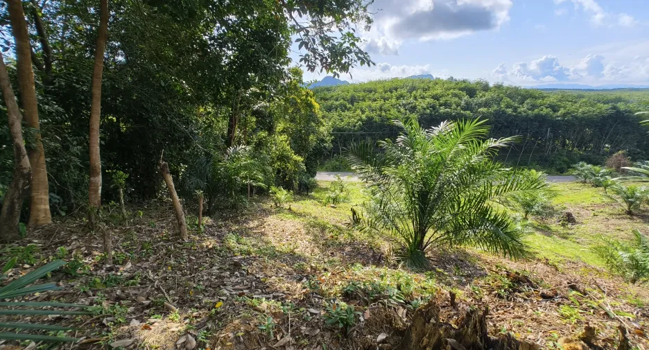 For sale land in Takua Thung, Phang Nga