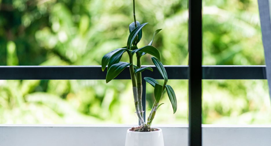 Wohnung zum Kauf mit Studio in Mueang Phuket, Phuket