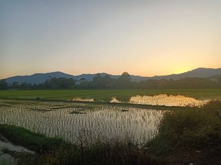 For sale land in Mae Rim, Chiang Mai