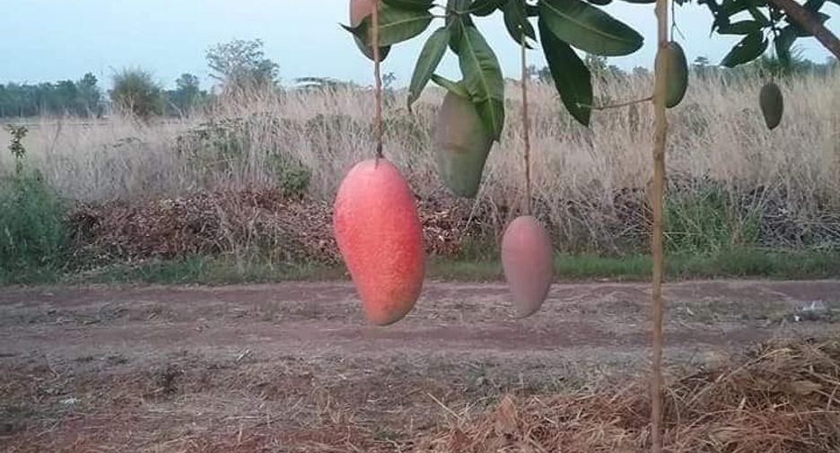 For sale land in Chai Wan, Udon Thani