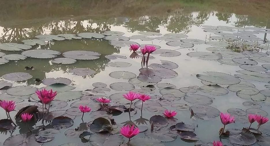 For sale land in Chai Wan, Udon Thani