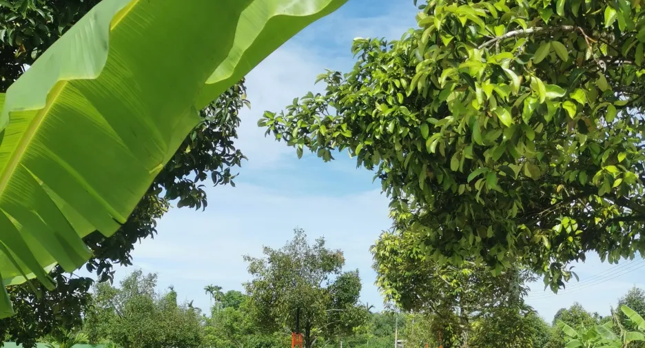 Haus zum Kauf mit 2 Zimmer in Klaeng, Rayong