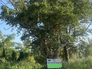 出售 土地 在 Mae Rim, Chiang Mai