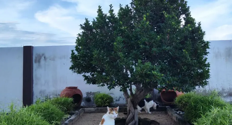 For sale 3 ベッドルーム house in Mueang Surin, Surin