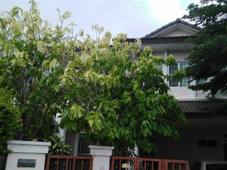 For sale 3 bedrooms villa in Mueang Chiang Mai, Chiang Mai