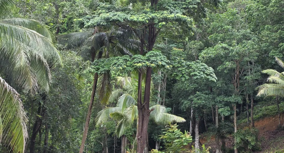 出售 土地 在 Mueang Krabi, Krabi