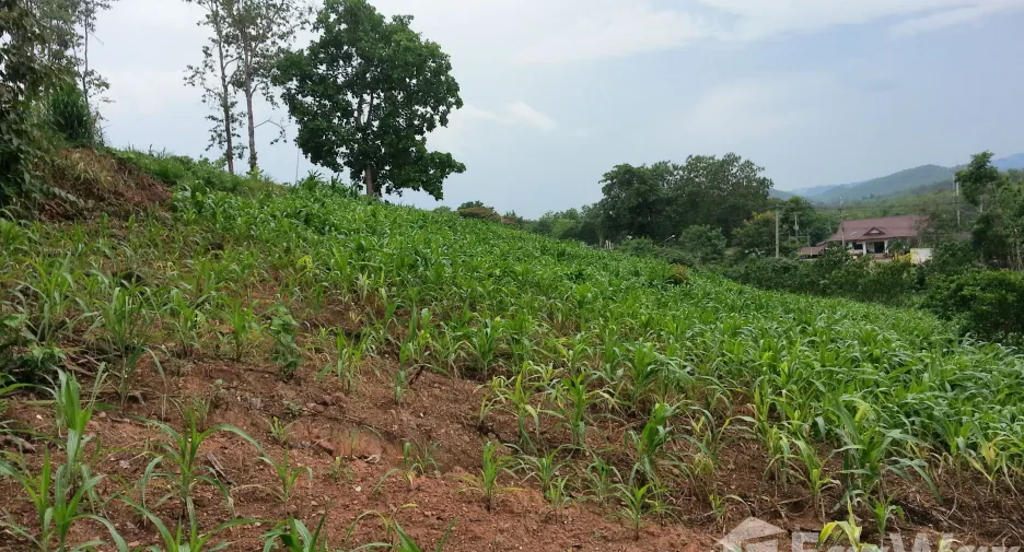 For sale land in Thung Chang, Nan