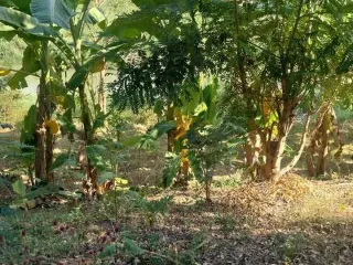 Grundstück zum Kauf in Mueang Lampang, Lampang