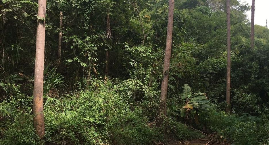 For sale land in Thung Chang, Nan