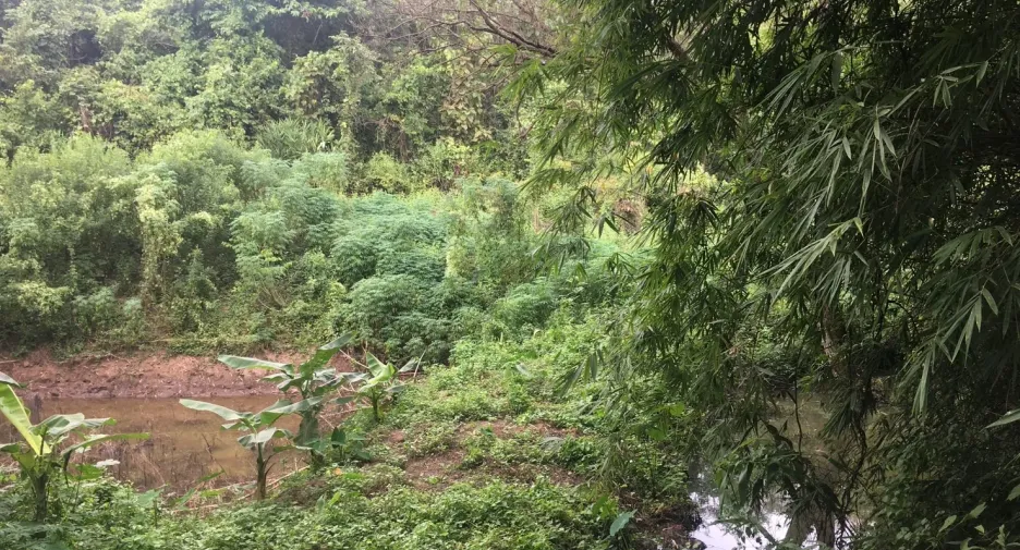 For sale land in Thung Chang, Nan