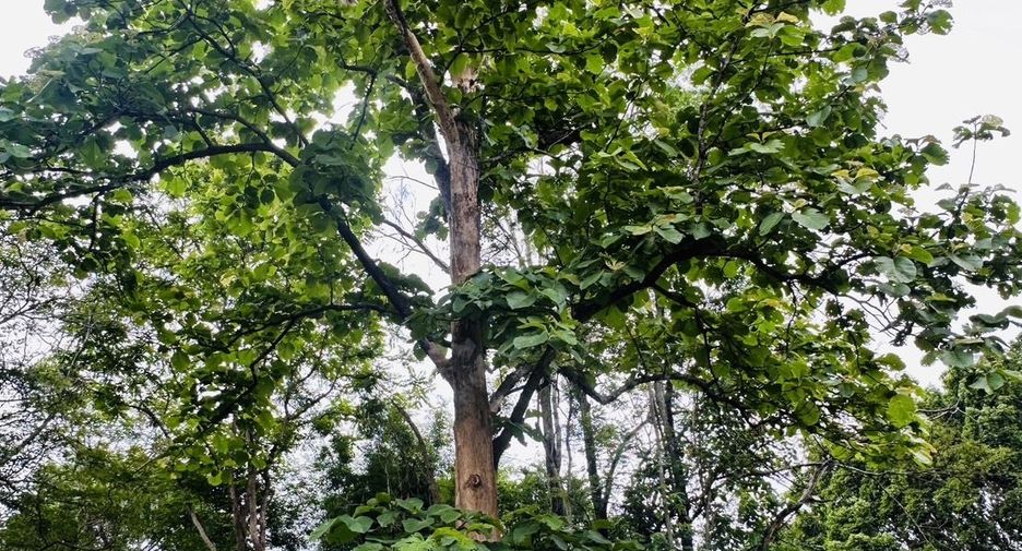 For sale land in Hang Dong, Chiang Mai