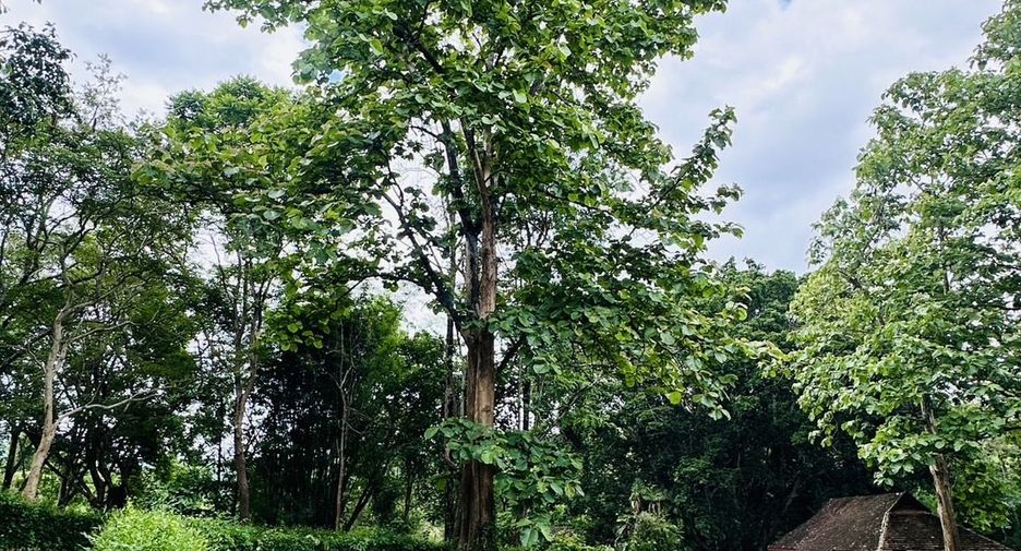 For sale land in Hang Dong, Chiang Mai