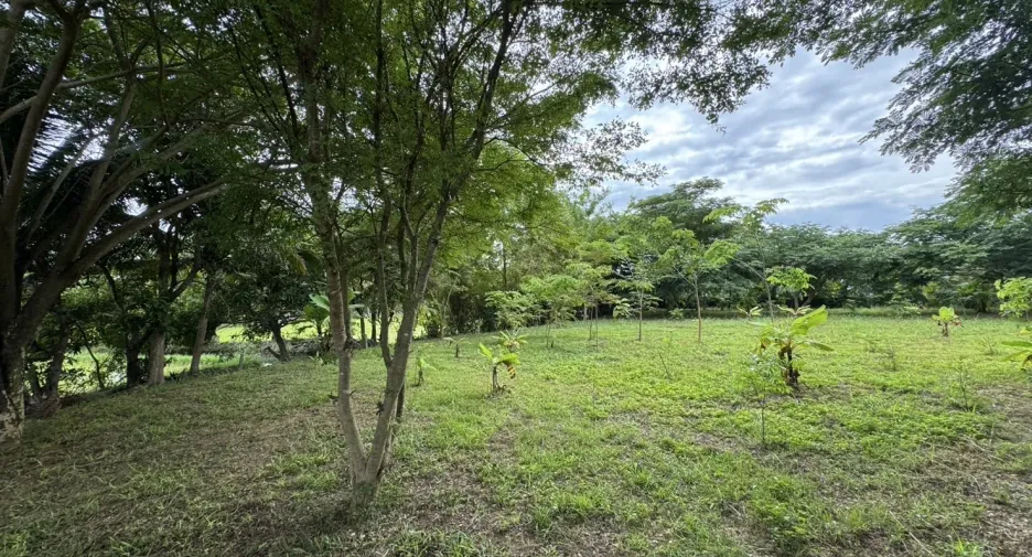 Grundstück zum Kauf in San Sai, Chiang Mai