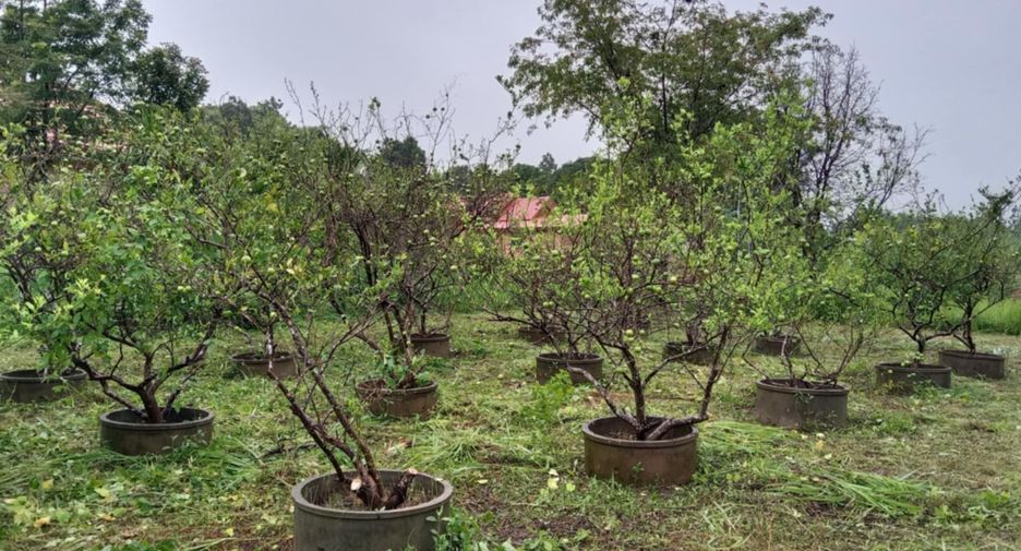 Haus zum Kauf und zur Miete mit 5 Zimmer in Don Tan, Mukdahan