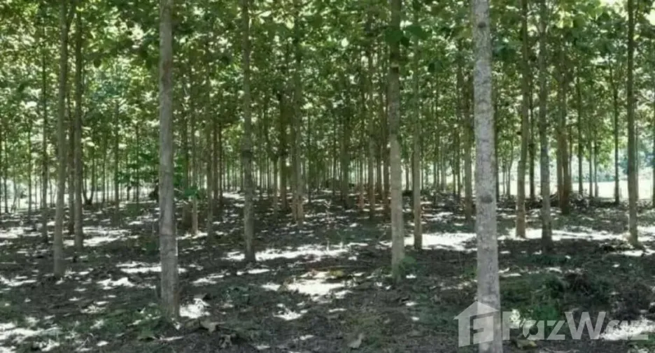 Grundstück zum Kauf in Mae Rim, Chiang Mai