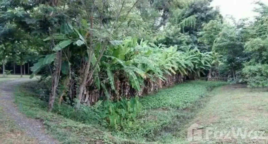 Grundstück zum Kauf in Mae Rim, Chiang Mai