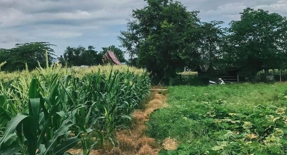 For sale land in Mae Rim, Chiang Mai