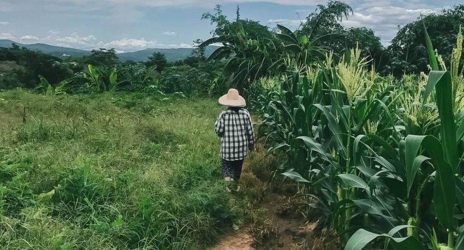 For sale land in Mae Rim, Chiang Mai