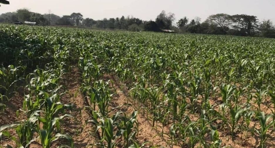 For sale land in Mae Rim, Chiang Mai