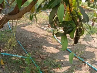 Casa en venta de 2 habitaciones en Suan Phueng, Ratchaburi