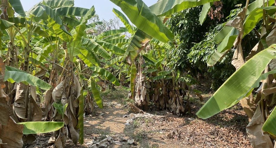 For sale land in Saraphi, Chiang Mai