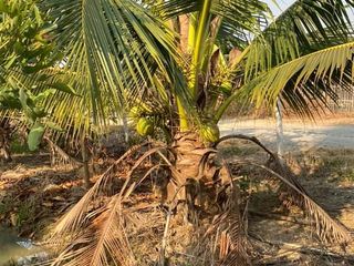 For sale land in San Kamphaeng, Chiang Mai