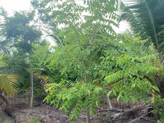 For sale land in San Kamphaeng, Chiang Mai