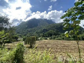 For sale land in Chiang Dao, Chiang Mai