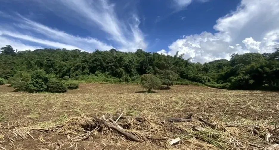 For sale land in Chiang Dao, Chiang Mai