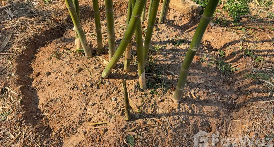 For sale land in Mueang Phrae, Phrae