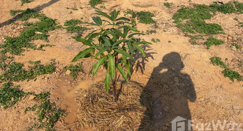 For sale land in Mueang Phrae, Phrae