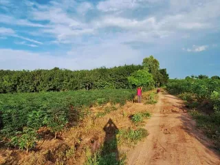 For sale land in Kut Chap, Udon Thani