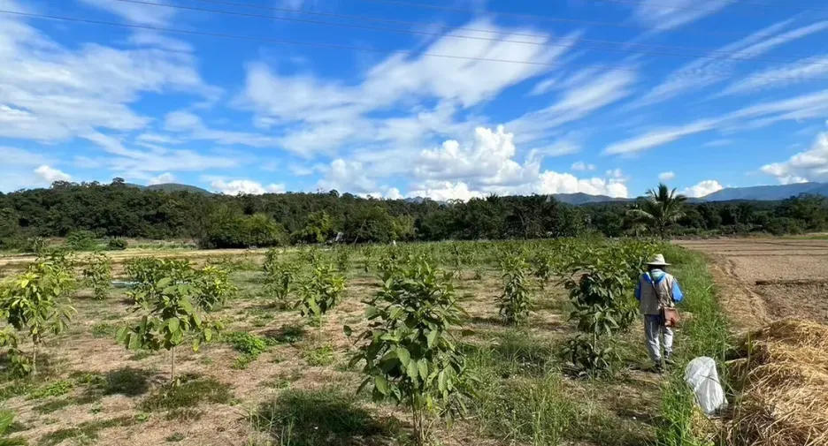 For sale land in Mueang Mae Hong Son, Mae Hong Son